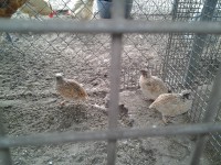 /album/del-encuentro-criadero/codoniz-normal-jpg/